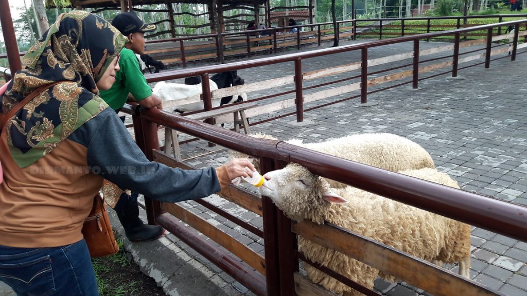 Wisata Edukasi Bersama Keluarga di Bhumi Merapi