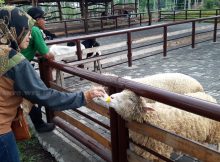 Wisata Edukasi Bersama Keluarga di Bhumi Merapi