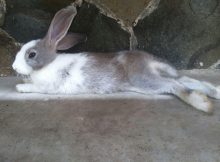 7 Manfaat Memelihara Kelinci di Rumah