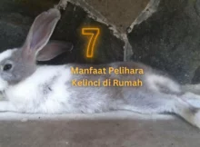 7 Manfaat Memelihara Kelinci di Rumah